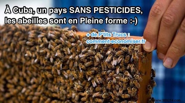 Cuba s Pesticide-Free Revolution: Thriving Bees and Record Honey Yields