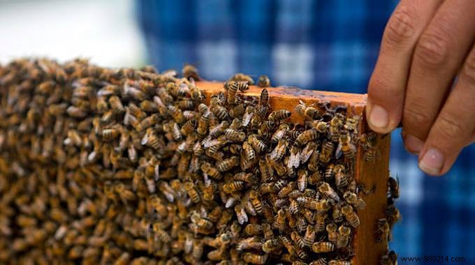 Cuba s Pesticide-Free Revolution: Thriving Bees and Record Honey Yields