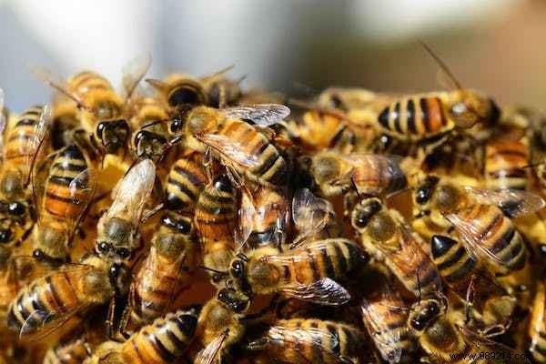 Cuba s Pesticide-Free Revolution: Thriving Bees and Record Honey Yields