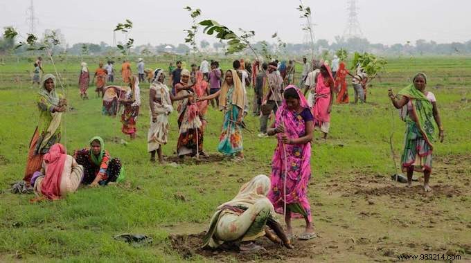 India Shatters World Record by Planting 50 Million Trees in One Day