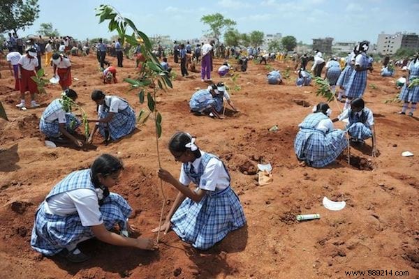 India Shatters World Record by Planting 50 Million Trees in One Day