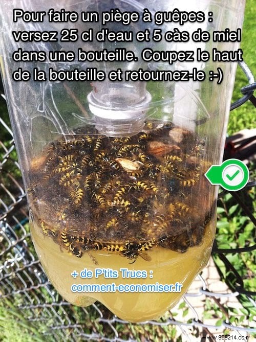 Keep Wasps Away from Outdoor Meals: Grandma s Proven DIY Trap