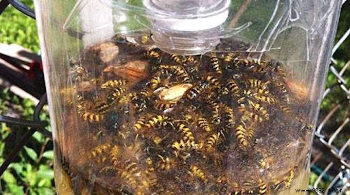 Keep Wasps Away from Outdoor Meals: Grandma s Proven DIY Trap