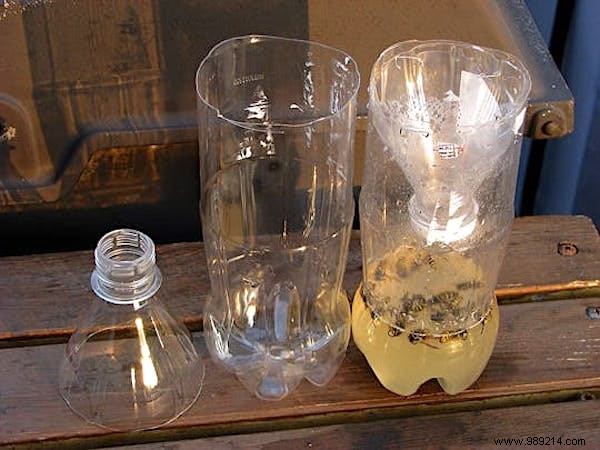 Keep Wasps Away from Outdoor Meals: Grandma s Proven DIY Trap