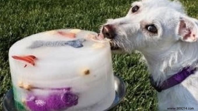 Beat the Summer Heat: Easy DIY Frozen Treat to Cool Your Overheated Dog