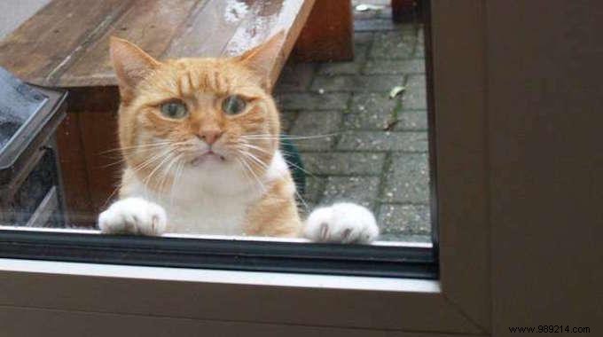 17 Hilarious Cat Photos Capturing the Funniest Feline Moments