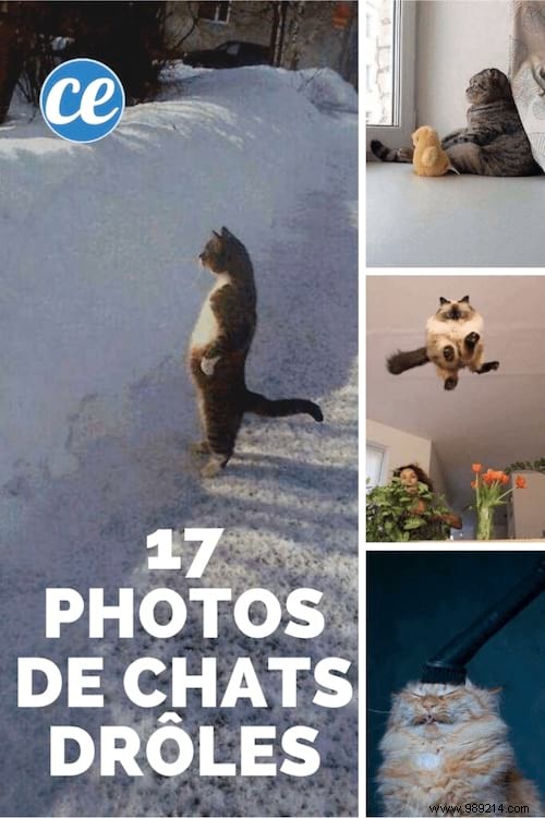 17 Hilarious Cat Photos Capturing the Funniest Feline Moments