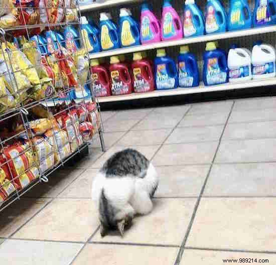 17 Hilarious Cat Photos Capturing the Funniest Feline Moments