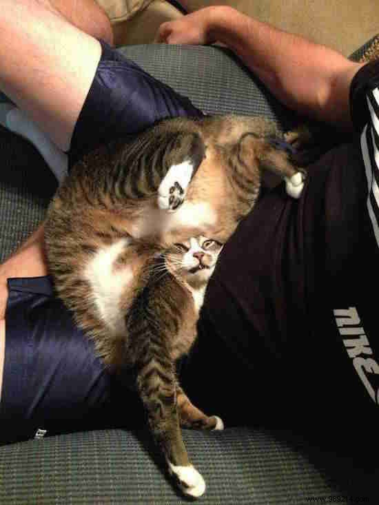 17 Hilarious Cat Photos Capturing the Funniest Feline Moments