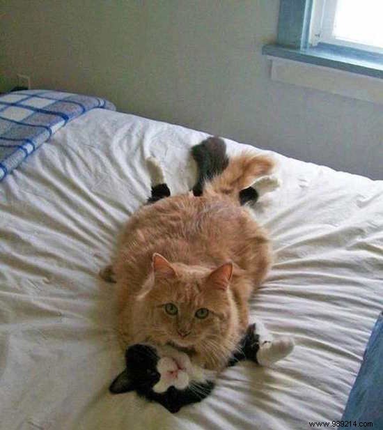 17 Hilarious Cat Photos Capturing the Funniest Feline Moments