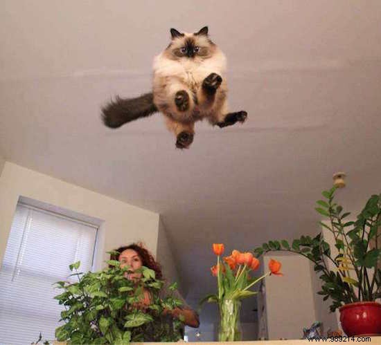 17 Hilarious Cat Photos Capturing the Funniest Feline Moments