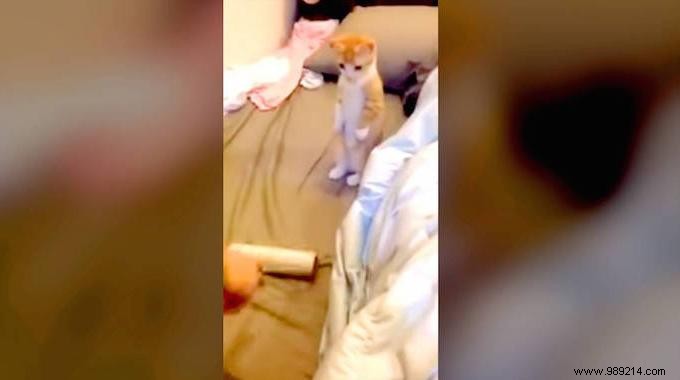 Heartwarming Video: Adorable Kitten Patiently Waits for Her Bed to Be Cleaned