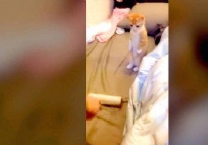 Heartwarming Video: Adorable Kitten Patiently Waits for Her Bed to Be Cleaned