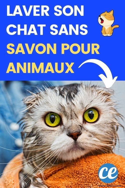 2 Natural Ways to Safely Clean Your Cat Without Pet Shampoo