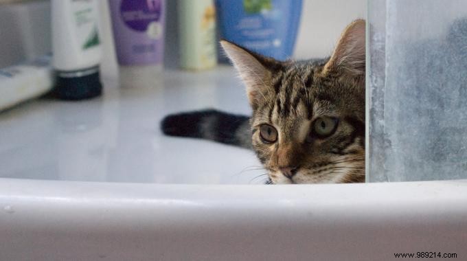2 Natural Ways to Safely Clean Your Cat Without Pet Shampoo