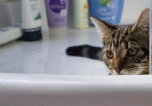 2 Natural Ways to Safely Clean Your Cat Without Pet Shampoo
