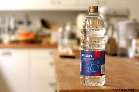 10 Essential Cat Care Tips Every Owner Should Master