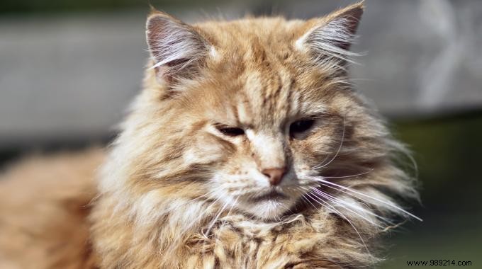 10 Essential Cat Care Tips Every Owner Should Master