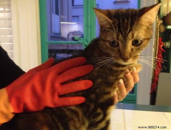 10 Essential Cat Care Tips Every Owner Should Master