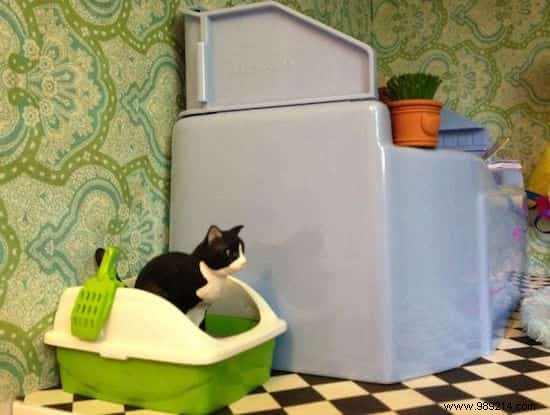 10 Essential Cat Care Tips Every Owner Should Master