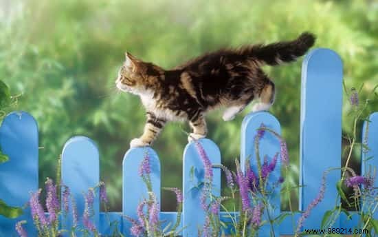 10 Essential Cat Care Tips Every Owner Should Master