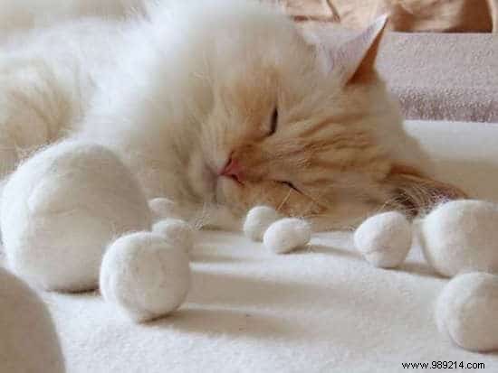 10 Essential Cat Care Tips Every Owner Should Master