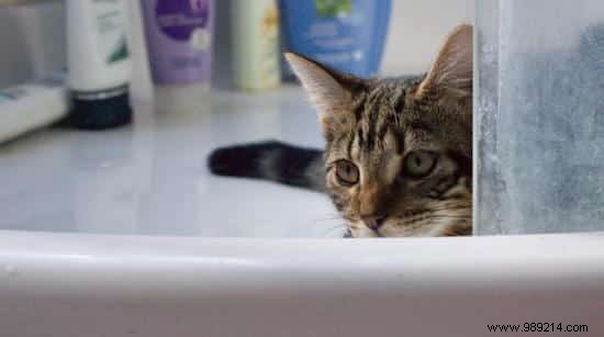 10 Essential Cat Care Tips Every Owner Should Master