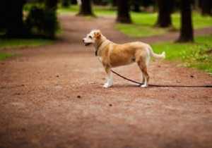 Proven Hunter s Trick to Quickly Find Your Lost Dog