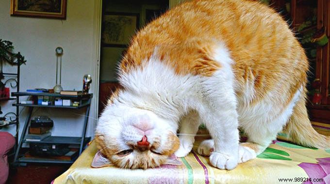 Effective Natural Remedies to Reduce Shedding in Dogs and Cats