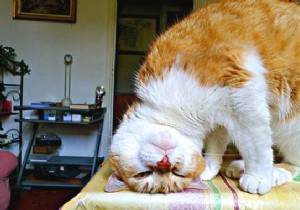Effective Natural Remedies to Reduce Shedding in Dogs and Cats