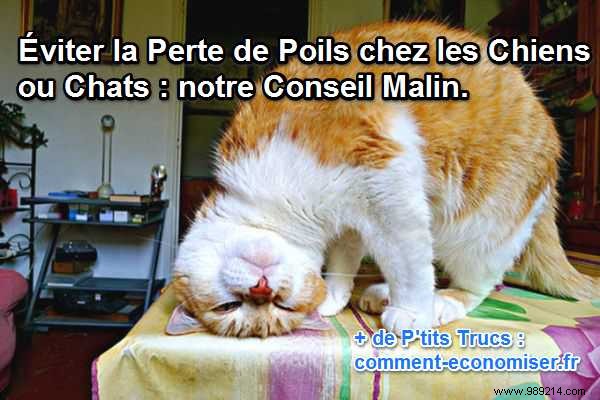 Effective Natural Remedies to Reduce Shedding in Dogs and Cats