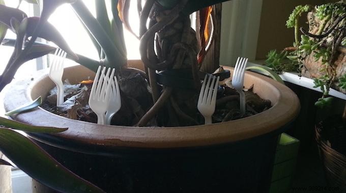 Stop Cats Peeing in Houseplants: The Simple Plastic Fork Trick