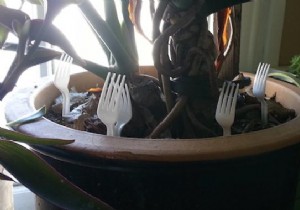 Stop Cats Peeing in Houseplants: The Simple Plastic Fork Trick