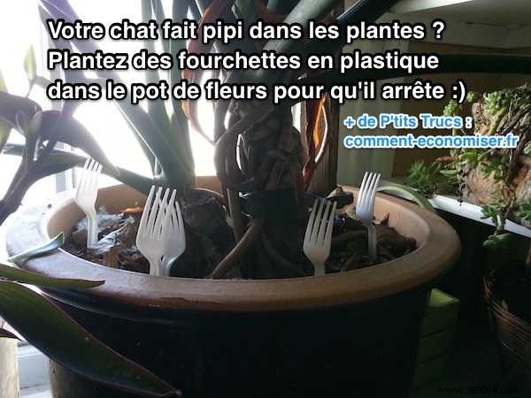 Stop Cats Peeing in Houseplants: The Simple Plastic Fork Trick
