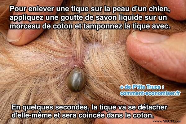 How to Safely Remove a Tick from Your Dog Without Tweezers: Simple Soap Method