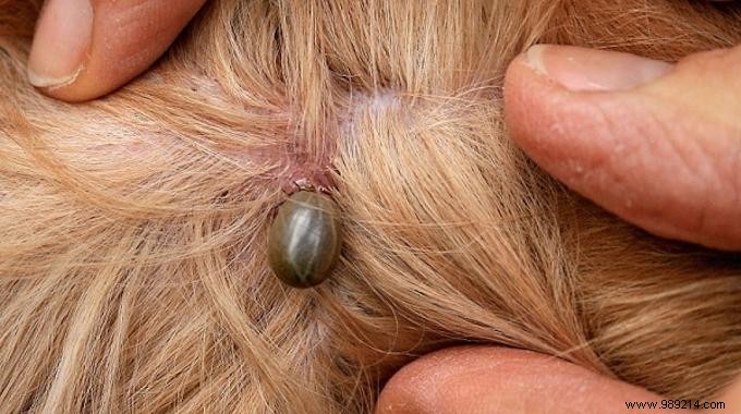 How to Safely Remove a Tick from Your Dog Without Tweezers: Simple Soap Method