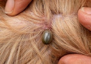 How to Safely Remove a Tick from Your Dog Without Tweezers: Simple Soap Method