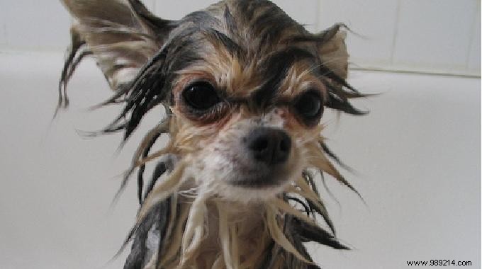 DIY Natural Dog Shampoo: A Simple, Safe Recipe for Healthy Grooming