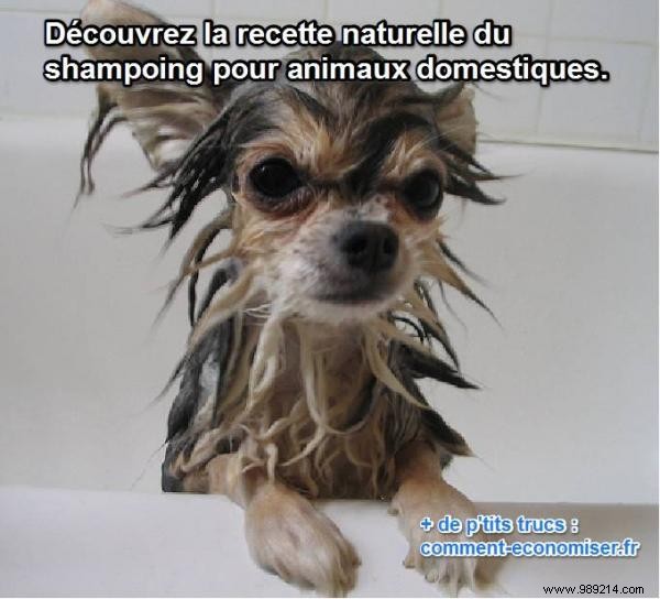 DIY Natural Dog Shampoo: A Simple, Safe Recipe for Healthy Grooming