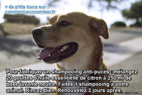 Effective Natural Lemon Shampoo Recipe to Banish Fleas from Dogs