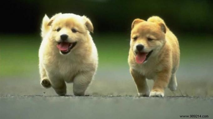 15 Proven Dog Care Hacks from Experienced Pet Owners