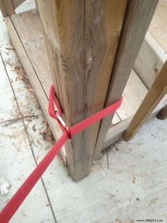 15 Proven Dog Care Hacks from Experienced Pet Owners