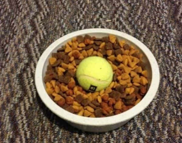 15 Proven Dog Care Hacks from Experienced Pet Owners