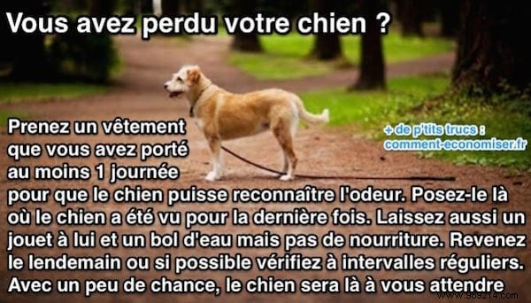 15 Proven Dog Care Hacks from Experienced Pet Owners