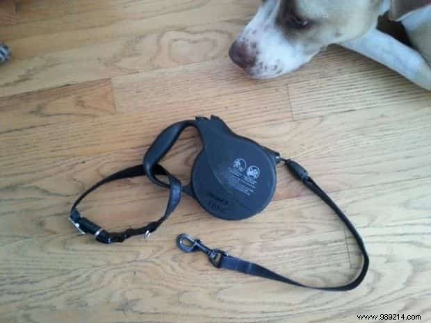 15 Proven Dog Care Hacks from Experienced Pet Owners