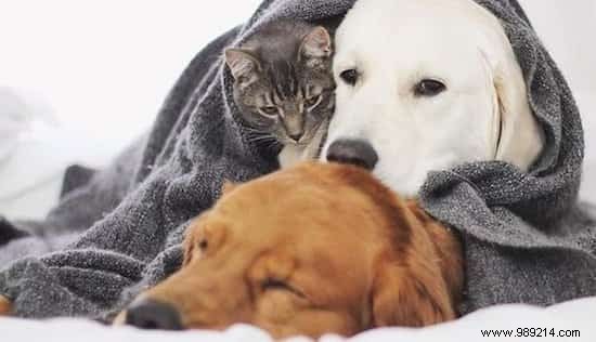 Golden Retriever Watson Eases His Anxious Siblings  Fears with Endless Love