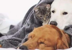 Golden Retriever Watson Eases His Anxious Siblings  Fears with Endless Love