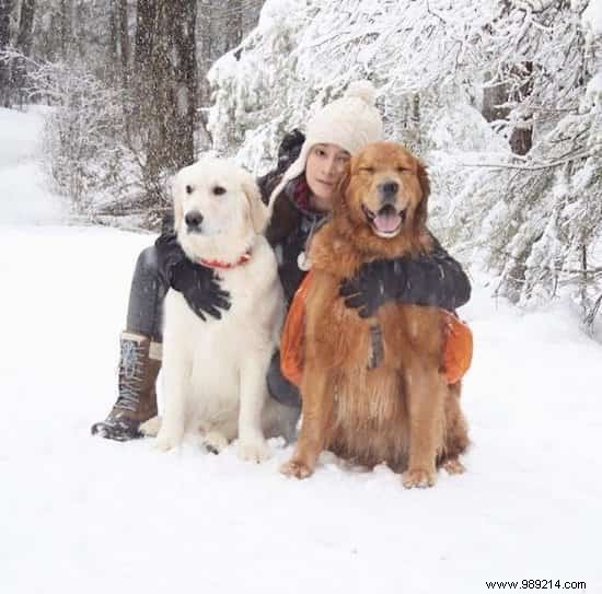 Golden Retriever Watson Eases His Anxious Siblings  Fears with Endless Love