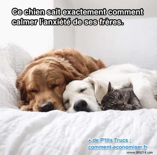 Golden Retriever Watson Eases His Anxious Siblings  Fears with Endless Love