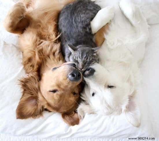 Golden Retriever Watson Eases His Anxious Siblings  Fears with Endless Love